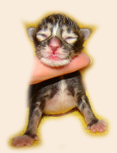     Catsvill County!   !    !       !!!    Catsvill County +7-926-544-74-09     .   ,   ,   ,    ,   ,  ,     ,   -,    ,   !